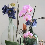 Irini Отель 2*